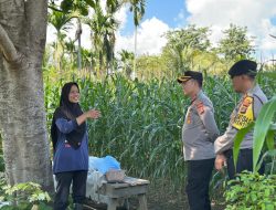 Kapolres Pidie Cek Perkembangan Lahan Jagung Binaan di Keumala