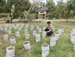 Gagasan Kapolda Aceh Tunjukkan Hasil, Lumpur Banjir Ternyata Bisa Jadi Media Tanam Produktif