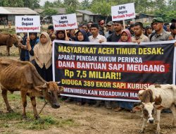 Dugaan Mark Up Rp7,5 Miliar Sapi Meugang Aceh Timur Tahap 1,APH Diminta Jangan Ragu Bertindak