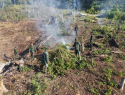 Tim Gabungan Kodam Iskandar Muda Musnahkan Sekitar 50 Hektare Ladang Ganja di Kawasan Hutan Lindung Nagan Raya