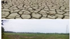 Stafsus Gubernur Terima Aduan Sawah Rusak Pascabencana di Aceh