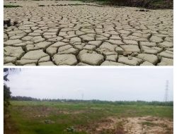 Stafsus Gubernur Terima Aduan Sawah Rusak Pascabencana di Aceh